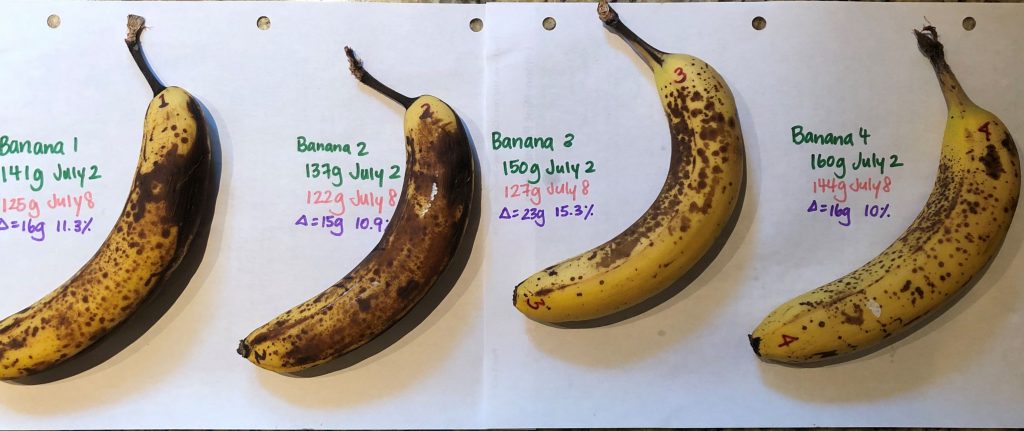 Comparison of ripening bananas for baking