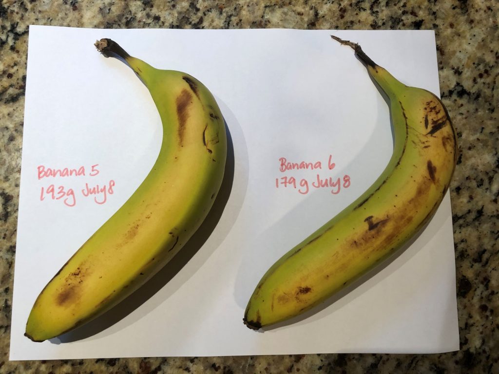 Greenish bananas before nuking in microwave